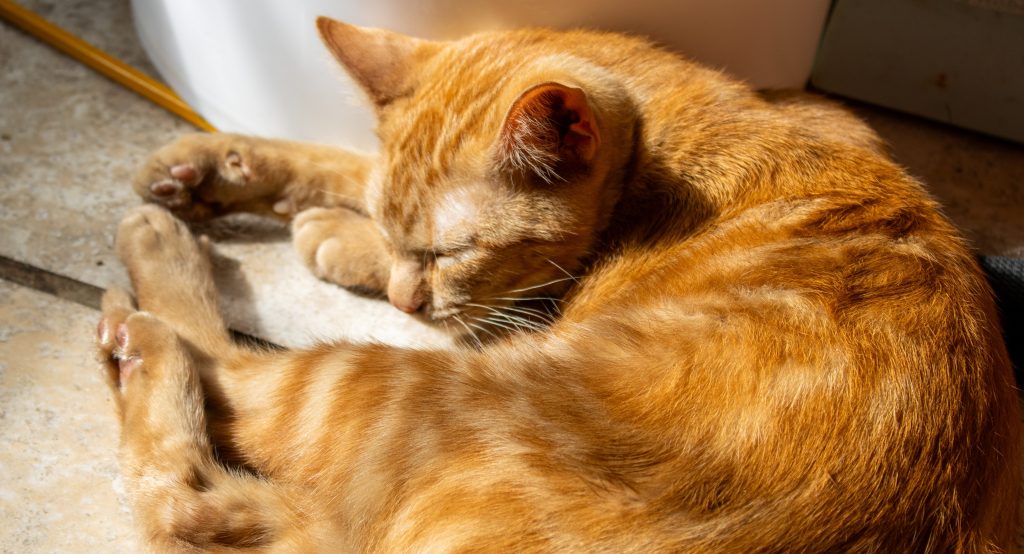 Peanut, an orange cat with green eyes, sleeping in a patch of sunlight.